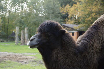 Obraz premium Dromedare im Tierpark in Cottbus