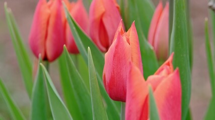hot pink tulips growing in spring garden