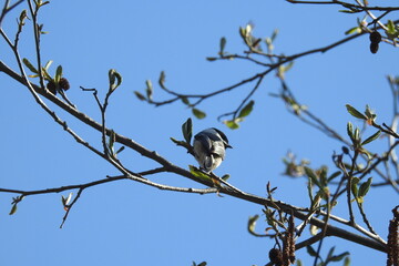 A black-capped chickadee perched on a branch, under a blue sky, in the Gifford Pinchot National Forest, in the Pacific Northwest, Washington State.