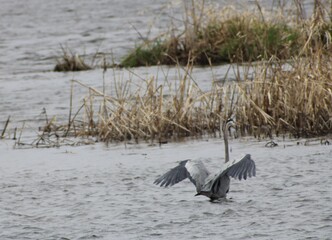 Blue Heron
