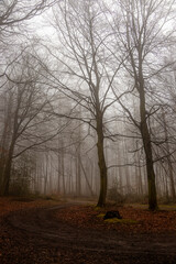 B&auml;ume im Wald im Nebel