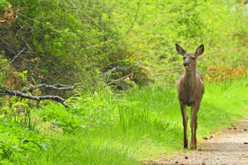 A Columbian black-tailed deer living on Whidbey Island, in the Pacific Northwest, Washington State.