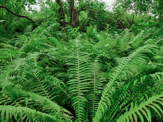 Fern close-up. Green fern. Summer forest.