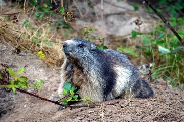 marmot