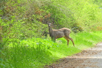 A Columbian black-tailed deer living on Whidbey Island, in the Pacific Northwest, Washington State.