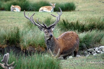 cerf