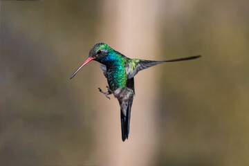 Fototapeta na wymiar Broad-Billed Hummingbird (Cynanthus latirostris) in Flight
