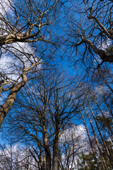 Entlang der Schwartau im Riesebusch