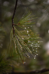 pino gocce acqua mugo 