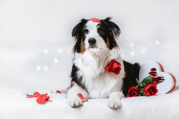 verliebter Hund wünscht schönen Valentinstag