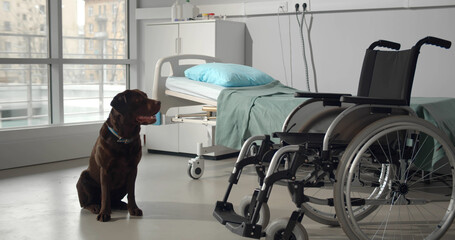 Cute labrador dog sitting in hospital ward looking at empty wheelchair