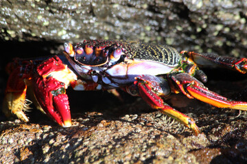 rote_Klippenkrabbe_mit_1_Schere