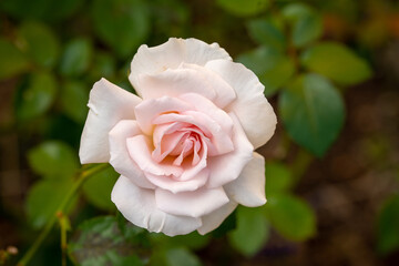 pink rose close up
