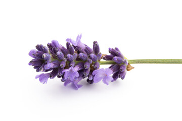 Lavender flowers on a white background.
