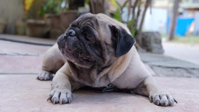 Cute Pug Dog Licking Concrete Floor Outside The House. close up