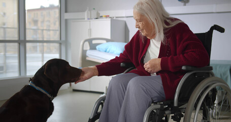 Old sick woman in wheelchair playing with dog in hospital ward