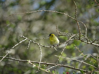 male siskin (Carduelis spinus) perched on tree branch at forest edge