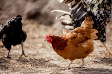 Free range chicken on a traditional organic poultry farm.