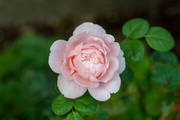 pink rose in garden