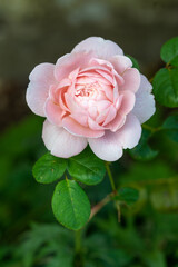 pink rose in garden