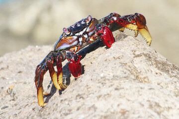 rote_Klippenkrabbe