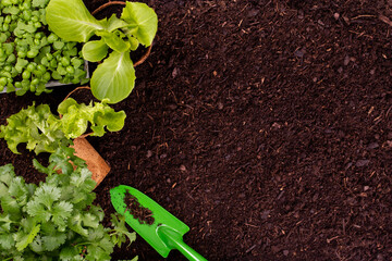 Woman planting young seedlings of lettuce salad in the vegetable garden