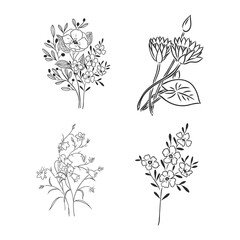 Ink, pencil, the leaves and flowers of apple isolated. Line art transparent background. Hand drawn nature painting. Freehand sketching illustration.