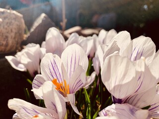 Beautiful white crocuses close-up. First spring flowers.