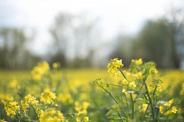 Fototapeta premium Rapeseed field banner background, rapeseed Brassica napus blooming, yellow blooming fields with sunny blue skye, spring colorful rural landscape, idyllic agriculture concept