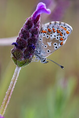 Butterfly photographed in their natural environment.