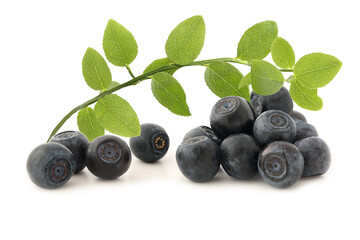 Bilberry with sprig isolated on white