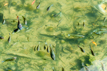 Pool with lots of young koi carp goldfish, still brown and not showing any gold colour, Thailand