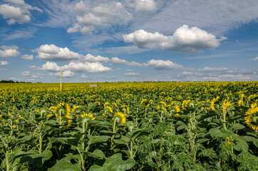 Fototapeta na wymiar Sunflower field on a sunny day against the background of the sky
