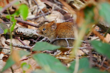 wood mouse under a bush on forest floor
