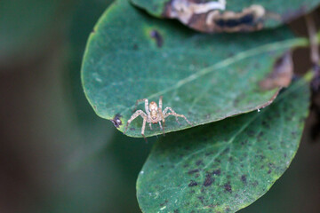 Nahaufnahme einer kleinen hellen Spinne auf einem Blatt