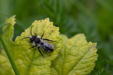 Close up of an ashy mining bee (andrena cineraria) on a leaf in a meadow