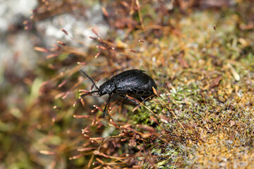 Eine Nahaufnahme eines Käfers in der Natur.