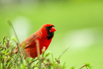 Large Northern Red Cardinal being cautious and watchful by birdfeeder.  In some Images, he is on either pole or feeder, and some waiting patiently on the bush.