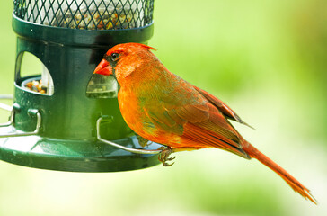 Large Northern Red Cardinal being cautious and watchful by birdfeeder.  In some Images, he is on either pole or feeder, and some waiting patiently on the bush.