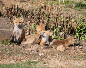 Red fox kits relaxing