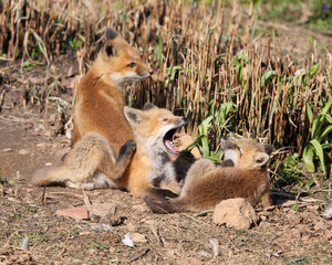 Red fox kit yawn