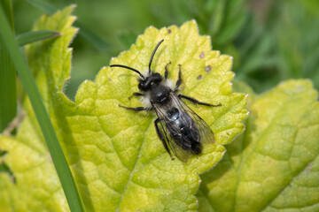 Close up of an ashy mining bee (andrena cineraria) on a leaf in a meadow