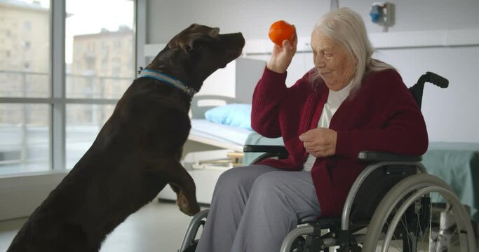 Disabled old lady in wheelchair holding ball playing with dog in nursing home