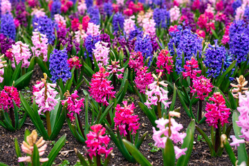 Hyacinths in the park in spring