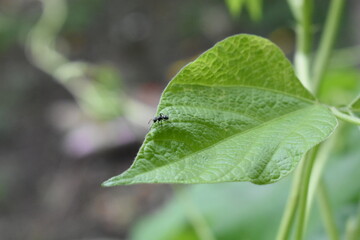 Hormiga en hoja