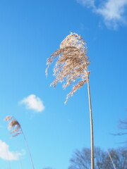 Reed blowing in the wind under blue sky - 427289265