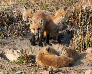 Red fox kits