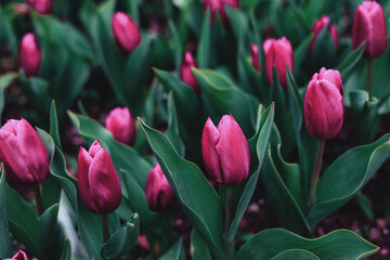 Tulips in the garden in spring