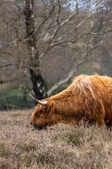 Fototapeta premium A Scottish highlander cow grazing in the meadow field of the Bussemerheide. 