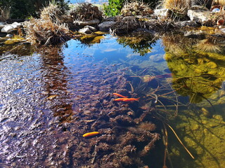 Gartenteich pflegen im Frühjahr